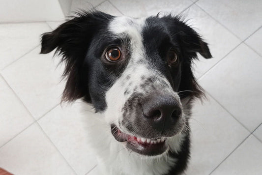Il Tuo Cane Guarda l'Orologio? No, Legge la Tua Giornata.