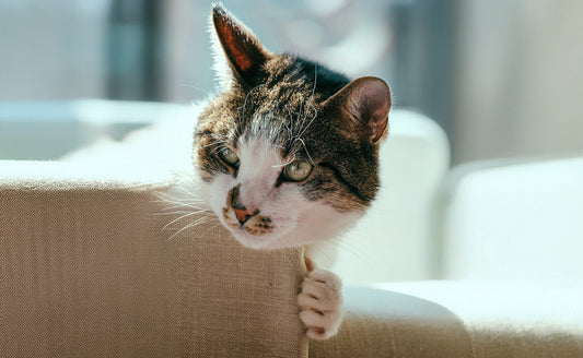 Perché il Mio Gatto Distrugge Casa? Guida per Capire (e Risolvere) i Comportamenti più Comuni