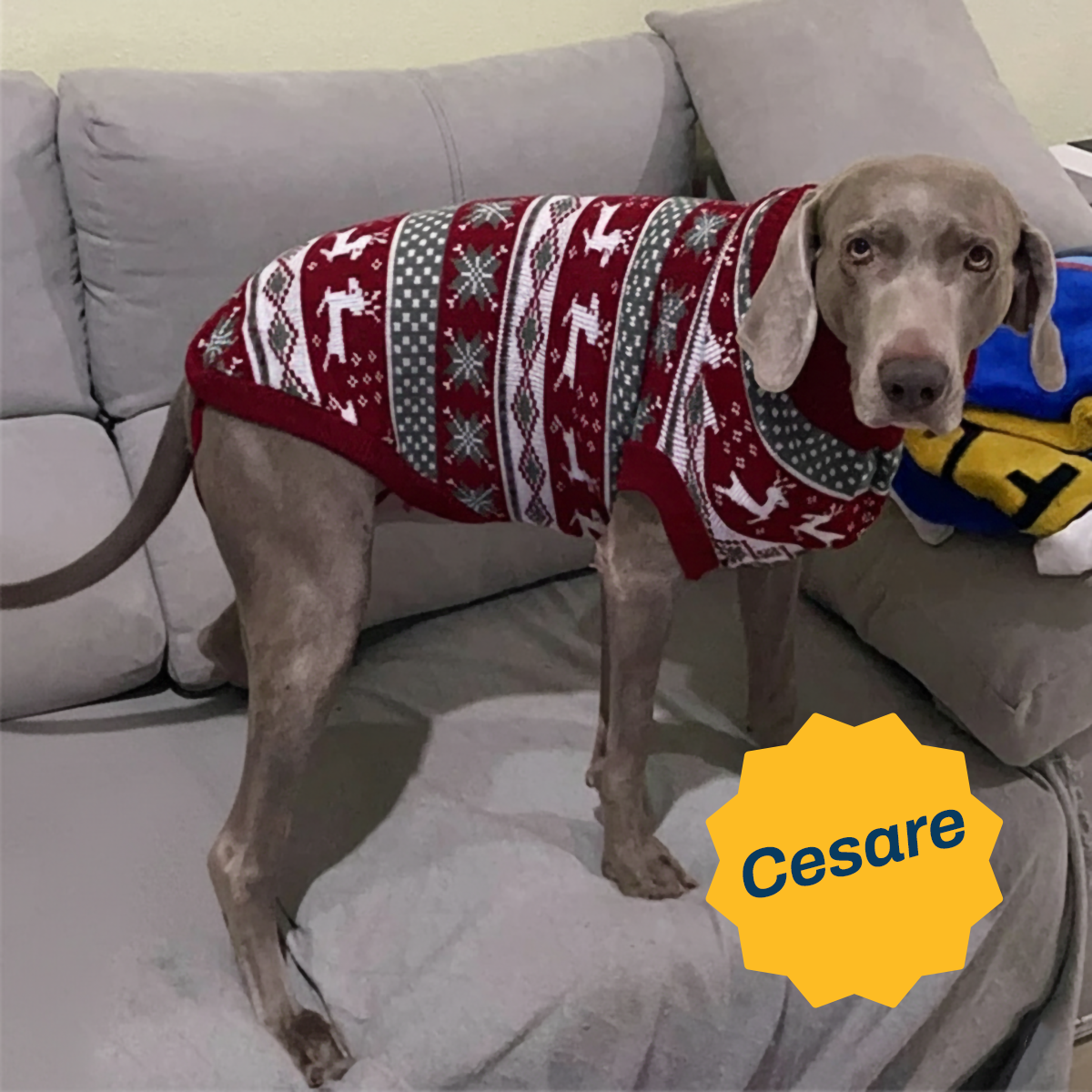 Maglione Natalizio per Cani "Abbraccio di Neve" | Morbido Pullover per le Feste