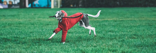 Il Cappottino: Sì o No? Guida del Branco per Capire (Davvero) Chi Ha Freddo