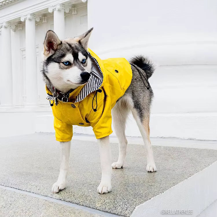 Impermeabile per Cani a Doppio Strato Waterproof | Niente ferma la vostra voglia di esplorare