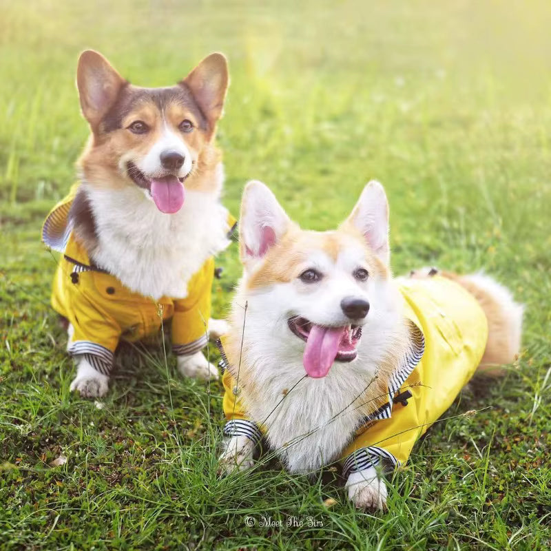 Impermeabile per Cani a Doppio Strato Waterproof | Niente ferma la vostra voglia di esplorare
