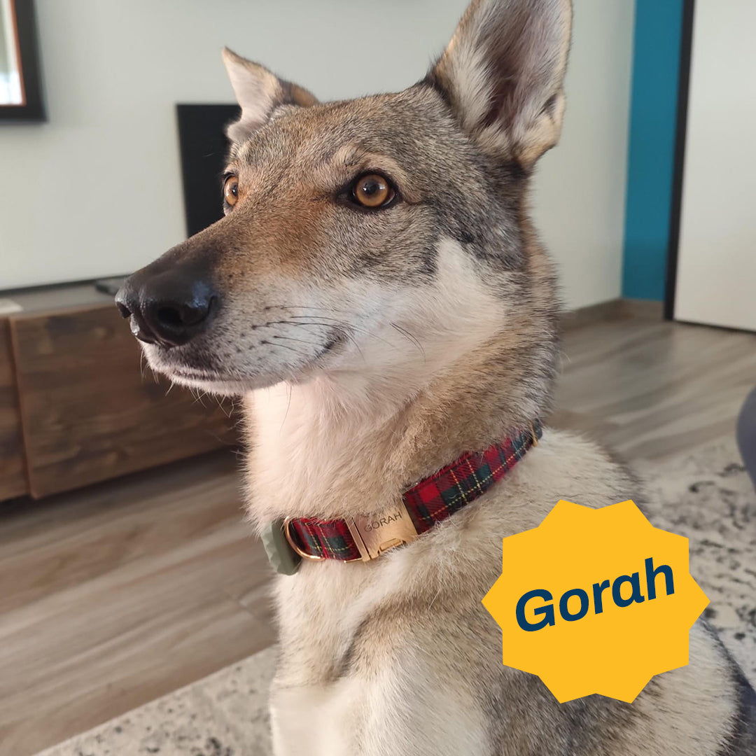 Set Collare e Guinzaglio "Winter Elegance" | Personalizzabile con Nome Inciso